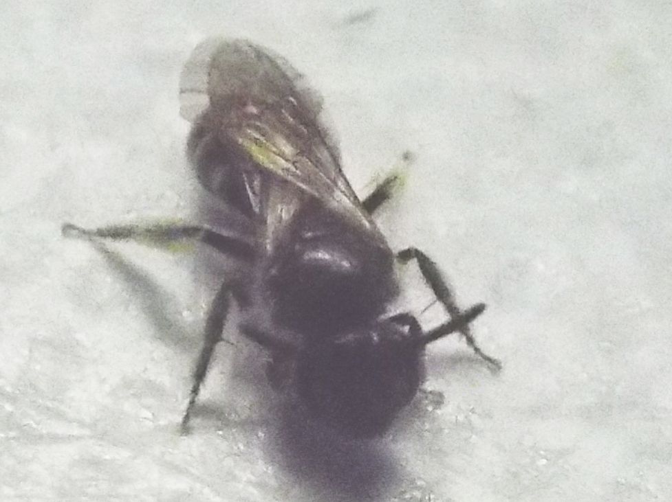 Da identificare..:  cfr. Lasioglossum sp. (Apidae Halictinae)